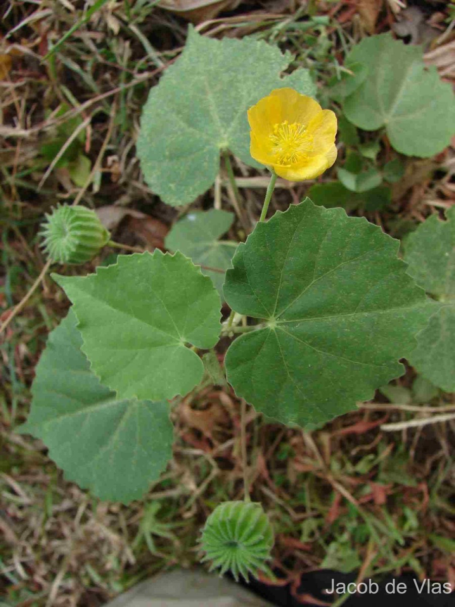 Abutilon indicum (L.) Sweet